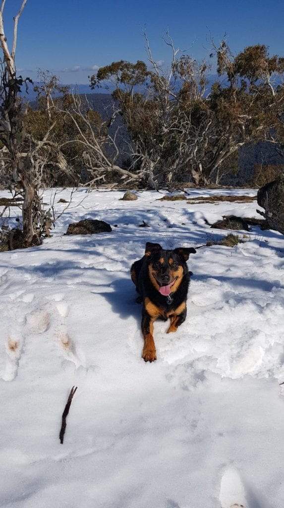 dog in snow