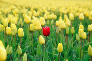 tulips