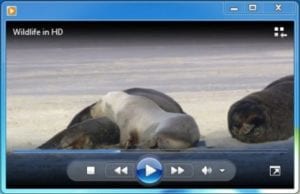 video clip of seals
