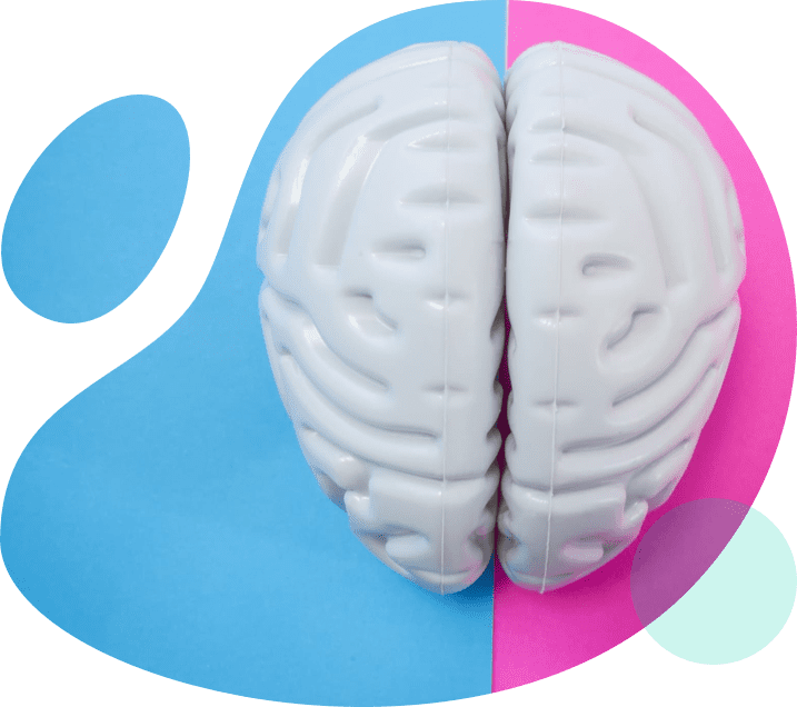 halves of brain